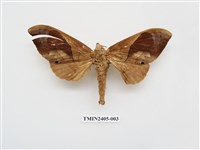 藏品(大褐斑枯葉蛾)的圖片